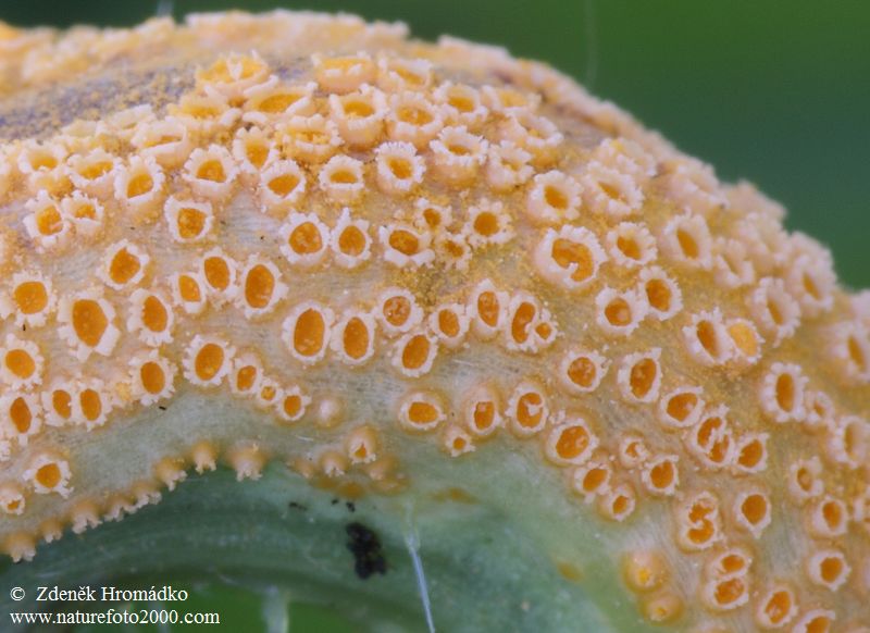 rez kopřivová, Puccinia urticata (Houby, Fungi)